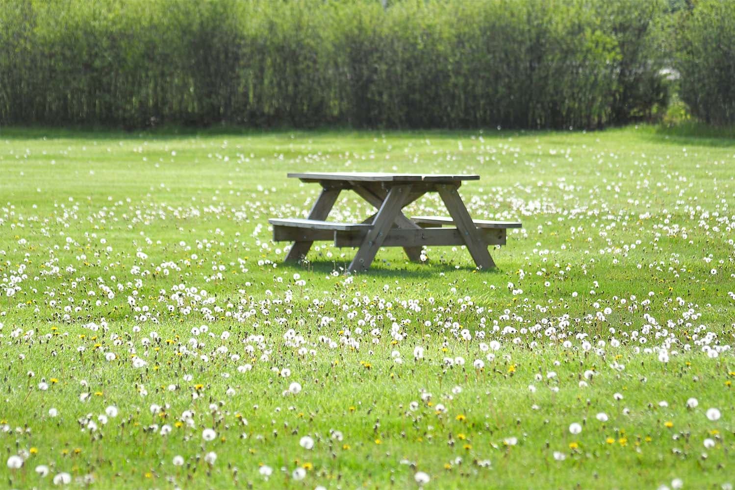 Bench in a Field
