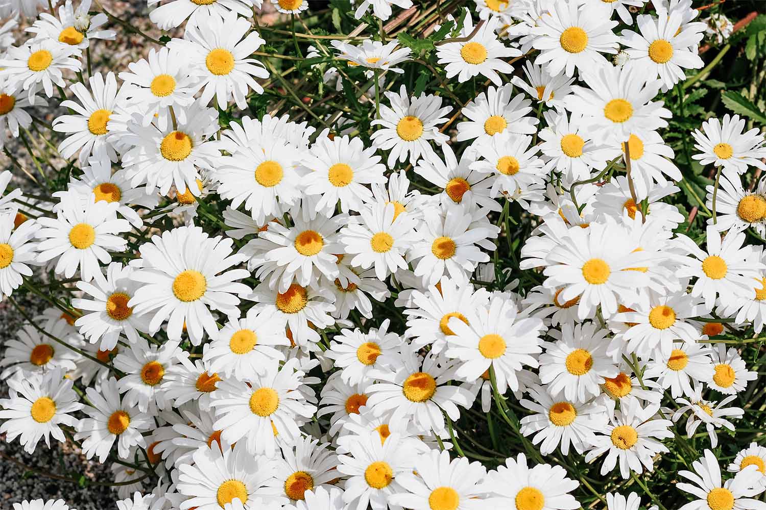 Daisys